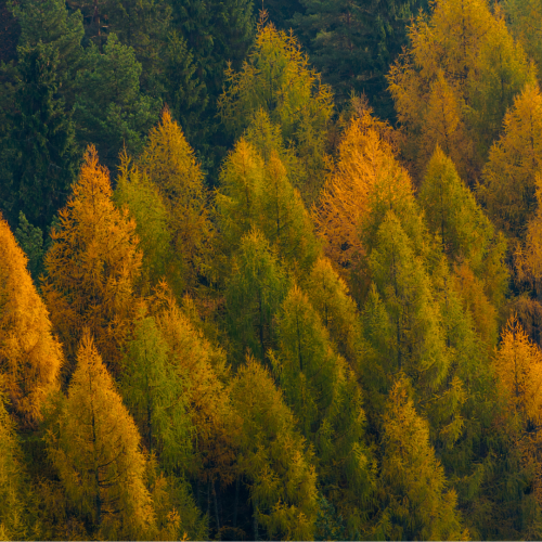 forêt mélèze