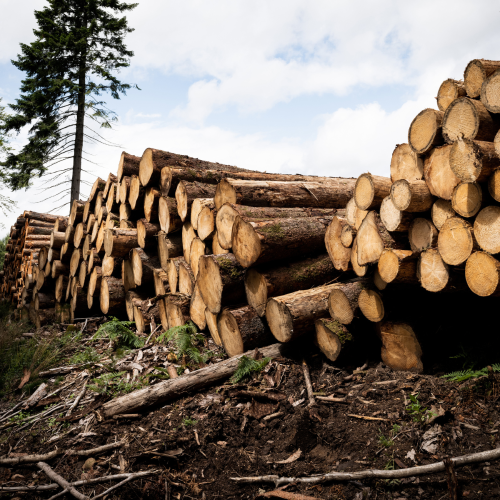 Bois des pins